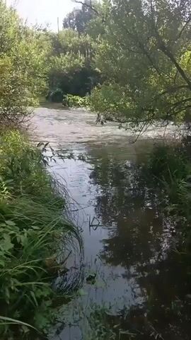 The video shows a view of a shallow river flowing through a wooded area. The water is clear and reflects the surrounding greenery. The banks of the river are covered in lush vegetation, including tall grass and trees. Sunlight filters through the leaves, creating a dappled effect on the water. The scene is peaceful and natural.