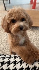 Toy poodle playtime and cooking session in Minsk home