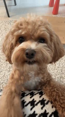 Toy poodle playtime and cooking session in Minsk home