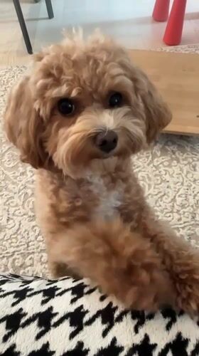 Toy poodle playtime and cooking session in Minsk home