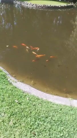 The video presents an overhead view of a murky pond containing a variety of fish. The pond features a concrete edge, with lush green grass visible in the foreground. Numerous fish are swimming in the water; these include several larger individuals primarily in shades of orange, gold, and white, resembling koi or goldfish. Additionally, a school of smaller, darker-colored fish is active, particularly towards the bottom of the frame. Reflections of surrounding trees or foliage are faintly visible on the water's surface. The scene takes place outdoors on what appears to be a bright, clear day, suggesting a peaceful park or garden setting. No people are visible, and there is no discernible text within the video.