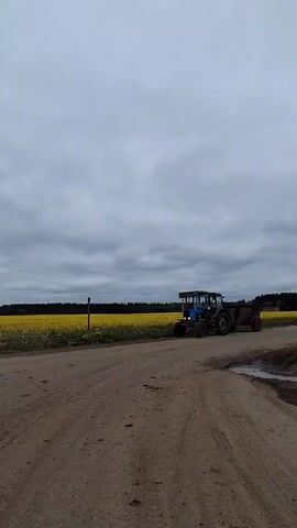 The video shows a blue tractor with a dark trailer driving along a dirt road. The tractor is moving away from the viewer, on a road that runs parallel to a field of yellow flowers. The sky is overcast and cloudy.  The video appears to be taken from the side of the road, slightly offset from the direction the tractor is traveling. There are puddles of water on the dirt road.