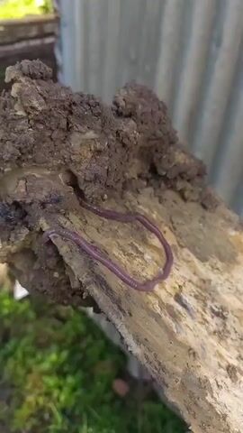Here is a concise description of the video:

The video focuses on a long, purple earthworm lying on a piece of wood covered in dark, clumpy soil. The wooden plank, partially visible, shows a pale, aged surface. The background is a corrugated metal sheet, possibly a fence or wall. The camera moves around the worm, highlighting its length and its association with the soil.