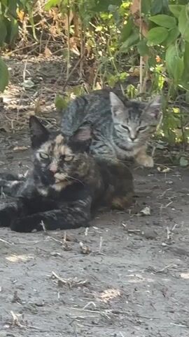 Two cats are resting on the ground in the shade of some leafy green plants. In the foreground, a calico cat lies down on its side with its front paws extended forward. Behind it and slightly to the right, a tabby cat sits with its head resting on the calico cat's back. The ground is covered in dirt and small debris. The lighting suggests it is daytime and sunny.