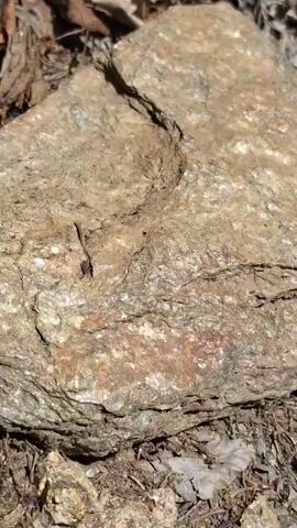 A close-up shot of a large, rough-textured rock with shades of brown, gray, and white. The rock is covered in fine grains and has visible cracks and fissures. The surrounding environment appears to be a natural outdoor setting, with fallen leaves and dirt visible at the edges of the frame, suggesting the rock is on the ground in a wooded or natural area. The lighting suggests it is daytime.