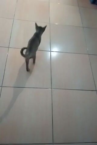 A gray cat walks across a tiled floor. The cat has a long tail and appears to be in mid-stride, with its hind legs slightly extended. A shadow of the cat is cast on the floor to its left, elongated and distorted by the angle of the light source. The room appears to be indoors, with a wooden door visible in the background. The lighting is somewhat dim, with a bright spot of light reflecting off the tiles.