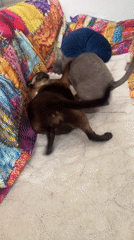 Siamese and Sphynx cats playing together in Ramat Gan