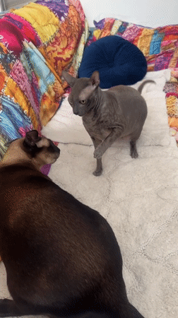 Siamese and Sphynx cats playing together in Ramat Gan