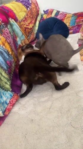 Siamese and Sphynx cats playing together in Ramat Gan