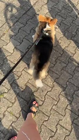 A medium shot follows a tri-colored corgi puppy as it walks on a leash down a cobblestone path. Sunlight casts long shadows from the dog and a person on the left side of the frame. The puppy wears a black harness with a reflective stripe on its back.

As the camera pans, the puppy stops to look at a woman holding a baby in a stroller and a food truck. The woman has blonde hair and wears a white shirt and black shorts. The baby is swaddled in a light blue blanket. Behind the woman, a man in a white t-shirt stands inside the food truck. The food truck is blue and white with "KH" on a license plate.

The scene appears to be an outdoor gathering, possibly a market or festival, given the presence of the food truck and stroller. The time of day is likely late afternoon or early evening, judging by the long shadows and warm lighting. The weather seems pleasant, with clear skies.

The overall mood is relaxed and family-oriented, with the puppy seemingly curious about its surroundings. The location is identified as Becherbach, Germany, though no specific landmarks confirm this beyond the text on the license plate. No other text is visible in the video.