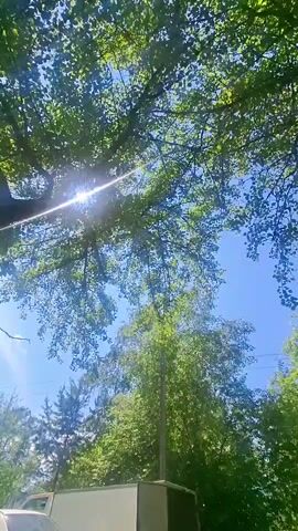 The video shows a low-angle shot looking up through the leaves of a large tree towards a bright blue sky. Sunlight is filtering through the leaves, creating a dappled effect. In the background, there are more trees and some power lines. At the bottom of the frame, a portion of a white vehicle, possibly a truck or van, is visible. The overall scene depicts an outdoor environment, likely a park or wooded area, on a sunny day.