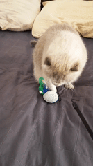 Early morning domestic life with Scottish Fold cat