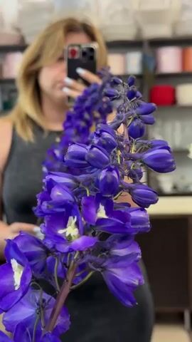 The video shows a person holding a stem of purple delphinium flowers in front of a mirror, taking a selfie. The person, a woman with blonde hair and bangs, is wearing a dark grey tank top and has light blue nail polish. She is holding a smartphone with a black case and a red and black sticker on it. The delphinium flowers are in focus in the foreground, with their vibrant purple petals and white centers. In the background, shelves filled with various items, possibly in a flower shop or home decor store, are visible. The lighting suggests it could be daytime. The person's reflection is visible in the mirror. No text is visible in the video.