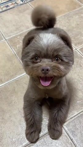 A small, fluffy brown dog with white markings on its head and a fluffy tail is lying on a tiled floor. The dog is looking directly at the camera with its mouth open and tongue out, appearing to be panting. The dog then lifts its head and licks its nose. The background consists of a tiled floor and a decorative border along the top of the frame.
