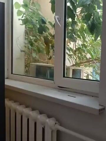The video shows a close-up view of a white window frame and sill. A white radiator is visible below the windowsill. Outside the window, lush green foliage is visible, obscuring much of the view. The foliage appears to be from trees or large plants. In the background, there are hints of a building structure, possibly a courtyard or alleyway. The lighting suggests it is daytime. No people are visible in the frame.