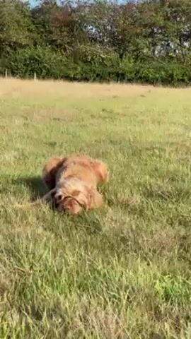 A golden-colored dog is lying in a grassy field, chewing on a stick. The dog is wearing a head halter. The field is surrounded by trees and a fence. The sky is blue with some clouds.