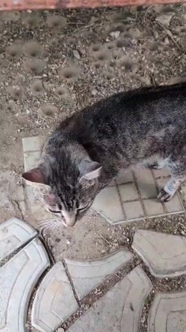 A tabby cat with grey and black stripes walks on a path of interlocking pavers. The cat stops and then arches its back, puffing up its fur. The cat then crouches down and looks toward the left of the frame. The cat is in an outdoor environment with dirt and small holes in the ground.
