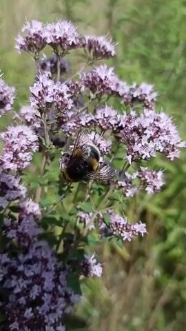 A close-up video shows a bumblebee foraging on a cluster of small, light purple flowers. The bumblebee is fuzzy and has black and yellow stripes. It is actively moving among the blossoms, suggesting it is collecting nectar or pollen. The flowers are clustered tightly together on thin green stems, creating a soft, delicate appearance. The background is blurred, with hints of green foliage and possibly dry grasses, indicating an outdoor, natural setting like a meadow or garden. The lighting appears to be natural daylight, possibly mid-morning or afternoon, with the sun casting soft shadows and highlighting the bee and flowers. The overall mood is peaceful and serene, capturing a moment of nature's activity. No visible text is present in the video. The location context is Zoziv, Ukraine.