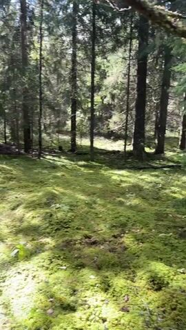 The video pans across a mossy forest floor, sunlight filtering through the tall trees. It then zooms in on the rough bark of a tree, showing its textured surface and exposed wood. The camera continues to move upwards, showcasing the tree's branches reaching towards the sky. The environment appears to be a natural, wooded area with a lush green carpet of moss.