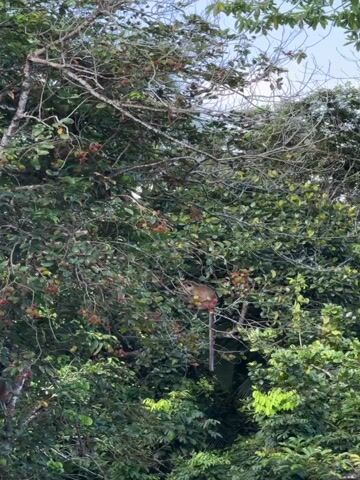 The video captures a scene in Arachikanda, Sri Lanka, featuring a monkey perched on a branch amidst lush green foliage. The monkey, with its light brown fur, is the central subject, sitting in a tree that is laden with ripe rambutan fruits, identifiable by their red and yellowish-red spiky exteriors. The surrounding environment is dense with trees and leaves, suggesting a tropical or subtropical setting. The branches are a mix of bare and leaf-covered, with some showing signs of age.

The monkey appears to be observing its surroundings, its posture suggesting a moment of rest or contemplation. The camera is positioned to capture the monkey within its natural habitat. The lighting indicates it's daytime, likely morning or afternoon, with sunlight filtering through the canopy. The weather appears to be clear, contributing to the vibrant green of the vegetation. The overall impression is one of a serene, natural encounter in a tropical jungle environment. There is no visible text in the media file.