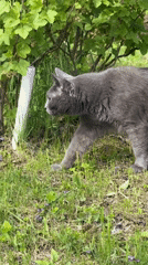 Gray cat crosses lawn in Bol'shoye Kozino, Russia