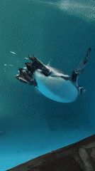 Morning visitors explore aquarium exhibits in Kazan, Russia
