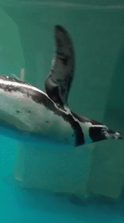Morning visitors explore aquarium exhibits in Kazan, Russia