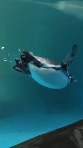 Morning visitors explore aquarium exhibits in Kazan, Russia
