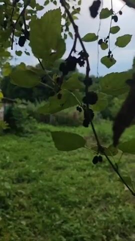 The video pans across an overgrown yard with tall grass and various plants. In the background, there is a line of trees and a partially visible wooden structure covered in black tarps. The sky is cloudy. The camera moves from left to right, showing different angles of the yard and the structure.