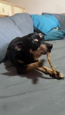 A small black and tan dog is lying on a grey sofa and chewing on a bone. The dog is in the center of the frame, with its head turned to the right. Its paws are on the bone, and its mouth is open as it chews. The sofa has several cushions behind the dog, including two grey ones and one blue one. The background appears to be a wall with wooden paneling. The lighting is dim, suggesting it might be nighttime or indoors with low light. The camera is positioned at eye level with the dog.
