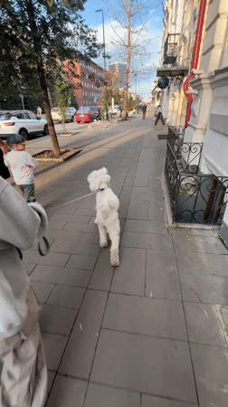Morning dog walk in Krasnoyarsk, plus a surreal pencil sketch
