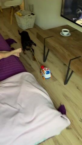 A small black dog with tan markings is seen pulling a toy ambulance with a yellow string. The dog is on a wooden floor and then on a colorful rug. The background shows a purple couch, a wooden table, a white chair, and a wooden cabinet. The dog is moving the toy back and forth.
