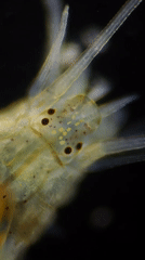 Macro shots of translucent marine invertebrates off the Azores