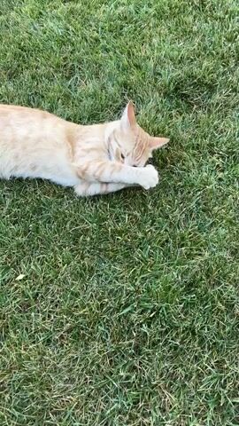 An orange tabby cat lies on its side in green grass, batting at a small green lizard with its paws. The cat is facing the camera, and its body is angled towards the left. The lizard is positioned under the cat's right paw. The video is shot from a high angle, looking down at the cat and lizard.