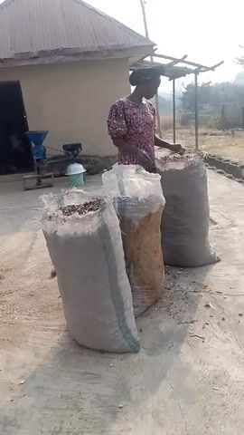 Here's a concise description of the video:

The video shows a woman standing in front of three large sacks filled with what appears to be dried plant matter. She's standing outside a building with a tin roof. A man walks past the sacks in the video. In the background, there appears to be a small grinding machine and other miscellaneous items. The scene is taking place in what looks like a rural outdoor setting. The day is sunny.