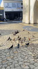 Pigeons gather at historic church courtyard in Juan Griego