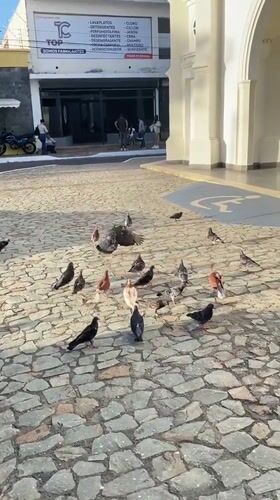 Pigeons gather at historic church courtyard in Juan Griego