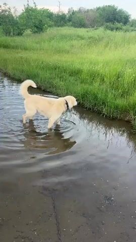 A medium-sized, light-colored dog with a black collar and a thin leash walks out of a shallow body of water onto a muddy bank. The dog briefly stops and licks its nose, appearing panting with its tongue visible. The bank slopes upward to a grassy field. In the distance, there are trees and a metal tower. The water is clear enough to reflect the dog's image, and the sky is overcast.