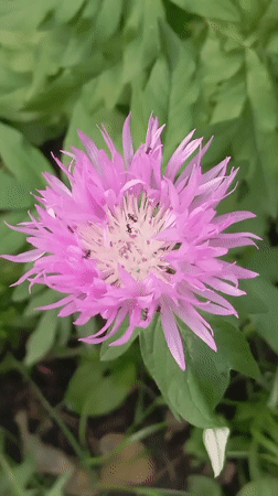 Garden flowers and plants documented in Odesa, Ukraine