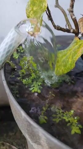 Water flows from a hose into a planter filled with water and small green plants. A plant with yellowing leaves grows from the planter.