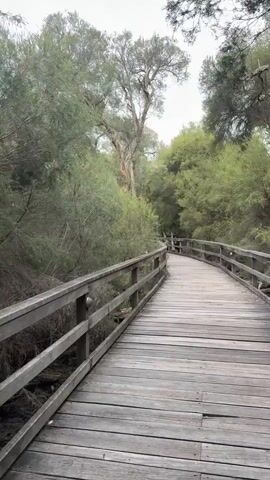 A person is walking on a wooden boardwalk through a natural area. The boardwalk has wooden railings. The sides of the boardwalk are lined with dense foliage. A purple skateboard with green wheels is placed on the boardwalk. The person steps onto the skateboard and begins riding along the boardwalk. The boardwalk leads to a clearing with a bench.