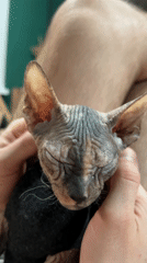 Couple and dressed Sphynx cat documented in Kazan apartment