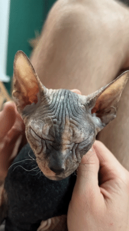 Couple and dressed Sphynx cat documented in Kazan apartment