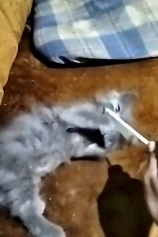 A person's hand is visible in the foreground, holding a white stick-like object. The stick is being used to playfully poke a small, fluffy gray kitten. The kitten is lying on its back on a brown, furry surface, possibly a rug or carpet. Its eyes are wide open, and its mouth is slightly agape. The kitten appears to be a long-haired breed and has a startled or amused expression. In the background, part of a brown couch and a blue and white checkered pillow are visible. The lighting suggests an indoor setting, possibly in the evening. The overall scene depicts a lighthearted interaction between a human and a kitten.