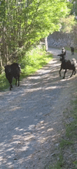 Goats trot down rural road in Benasque, Spain