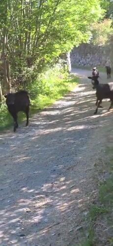 Goats trot down rural road in Benasque, Spain