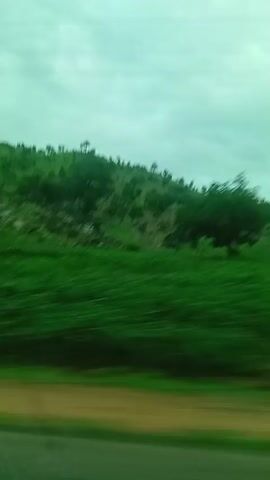 The video captures a sped-up, side-view journey through a rural landscape. The primary focus is on the blurred green foliage of trees and bushes that line the side of a road. In the background, a gently sloping hill is visible, dotted with scattered trees. The sky is overcast with a pale, greenish hue. Occasionally, glimpses of small, simple structures, possibly houses with corrugated metal roofs, can be seen amidst the greenery. Power lines are also visible overhead. The overall impression is one of a fast-moving vehicle traversing a verdant, somewhat sparsely populated rural area under a cloudy sky.