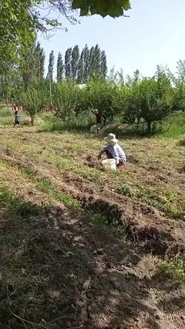 A group of people are working in a garden on a sunny day. In the foreground, a person wearing a straw hat is kneeling and appears to be planting or weeding. To the left, another person is walking away from the camera. In the background, several trees are visible, and there are two large white bags filled with what appears to be produce. The ground is tilled, with rows of soil visible. The overall scene depicts agricultural work in an outdoor setting.