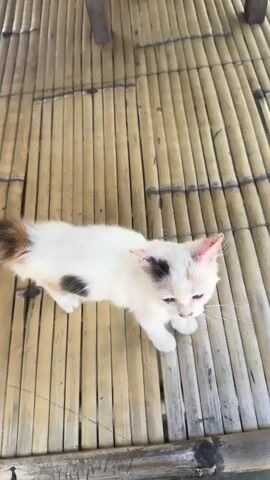 A hand with painted fingernails and rings pets a small, white cat with patches of black and orange fur. The cat is standing on a floor made of bamboo reeds. The cat looks at the camera, then at the hand. The hand then strokes the cat's back.