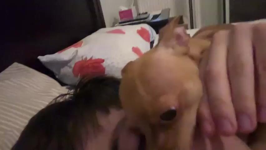 The media file shows a close-up, first-person perspective of a person in bed with a small, light brown chihuahua. The person's head and upper chest are visible, with dark hair. The chihuahua is positioned on the person's chest, with its head nuzzling the person's face and neck. A hand, wearing a beaded bracelet, is gently holding the dog's head.

The setting appears to be a bedroom. Behind the subjects, a pillow with a red floral pattern is visible on the bed. In the background, a blurry image suggests a nightstand or dresser with some objects on it, possibly including a tissue box and electronic devices. The lighting suggests it could be nighttime or a dimly lit room.

The activity is one of affection and comfort, with the dog showing affection to its owner. The dog's eyes are wide open, and it appears to be actively interacting with the person. The person's face is mostly obscured, but the interaction seems to be gentle and loving. There are no discernible emotions from the person's visible features, but the dog's actions suggest a sense of closeness and comfort.

No text is visible in the media file. The general impression is one of intimacy and the bond between a pet and its owner in a relaxed, domestic setting. The location context of Kallithea Municipal Unit, Greece, is not directly indicated by any visual cues within the frame, but it provides a geographical context for the scene.